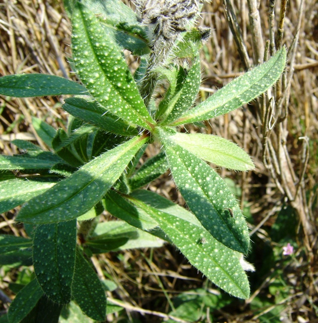 Borago sp. o Buglossoides sp ? no, Echium sp.